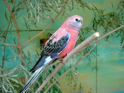 Bourkes parrot2.jpg