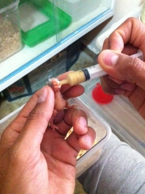 אייפון 704.jpg