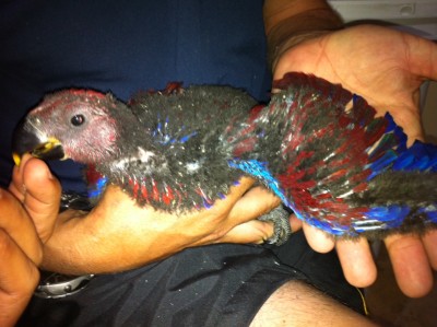 אייפון 693.jpg