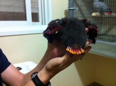 אייפון 695.jpg