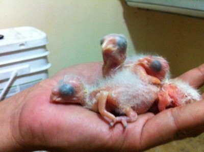 ׳׳™׳™׳₪׳•׳ 698.jpg