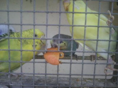 תוכונים 2.JPG