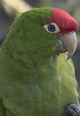 Red_Fronted_Conure[1].jpg