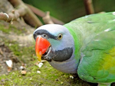 Derbyan parakeet2.jpg