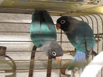 פרסונטות גוזלים.jpg