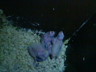 בני שבועיים.jpg