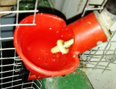 כוסיות/דיזות