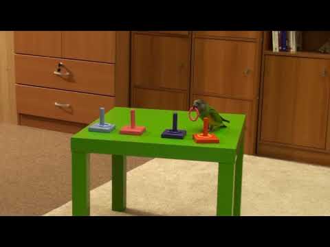 סנגל בשם "קילי" מבצע את "טבעת ביתד"