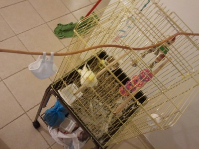 חליפת טיסה - הרגלה