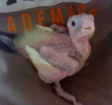 בגיל 3 שבועות.jpg