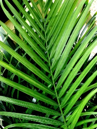 palm-sunday.jpg