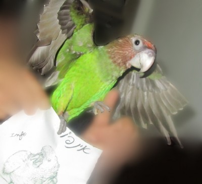 תוכי אינפו סופי.jpg