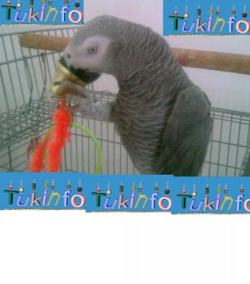 תמונה של קוקו