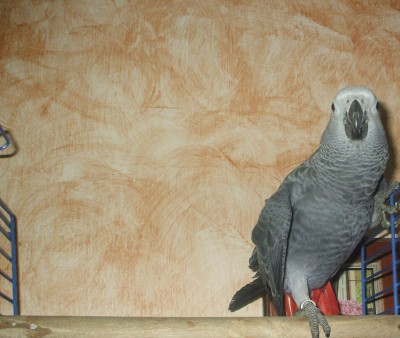 קוקו שלנו המקסים