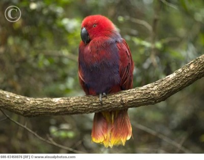 eclectus_parrot_perched_on_tree_branch_cape_town_600-03450876.jpg