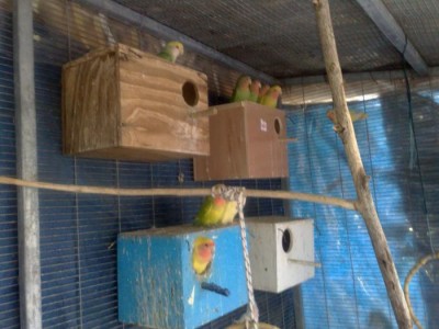 כניסה לכלוב הצפורים.jpg