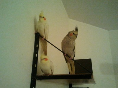 בתמונה- הקוקטייל הצהוב