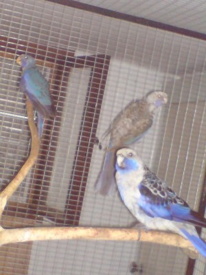 גוזל ראשון בחוץ עם ההורים