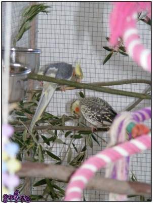 רייצ'ל וג'וני