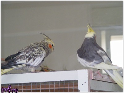 רייצ'ל וג'וני מטיילים על הגג