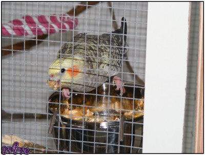 רייצ'ל אוכלת השרייה