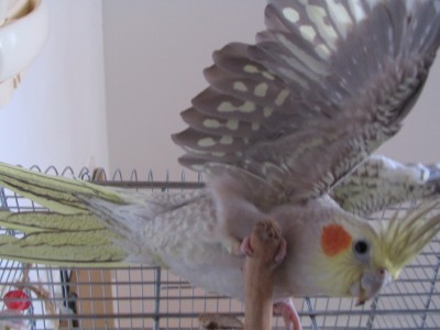 mishmishwings.JPG