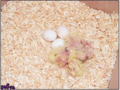 הגדול בן 7 ימים, הבינוני בן 5 ימים, הקטן בן 3 ימים