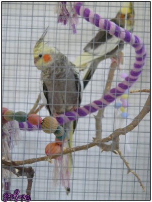 רייצ'ל וגו'ני