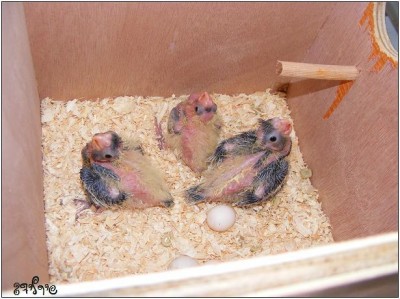 17 ימים, 15 ימים, 13 ימים