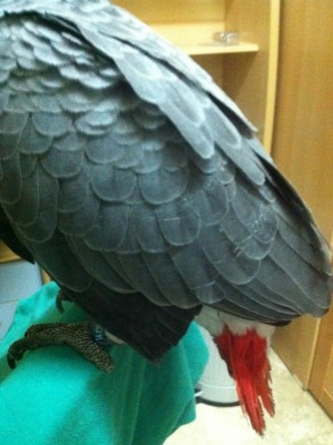 תמונה של הכנפיים השמוטות - שאלה 2