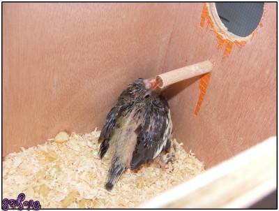 הקטן, 24 ימים