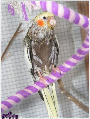 רייצ'ל אחרי מקלחת