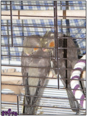 מתוקיםםםםםםם