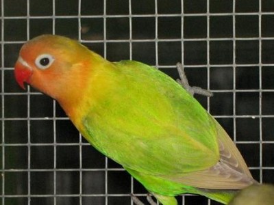 זאת פרסונטה צעירה