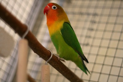 זה פרסונטה בוגרת