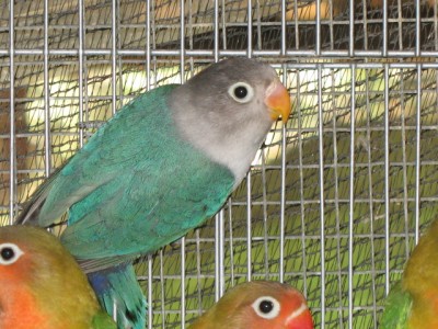 פרסונטה כחולה צעיר