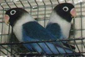 פרסונטה כחול בוגר