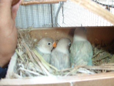 פרסונטות פסטל צעירים