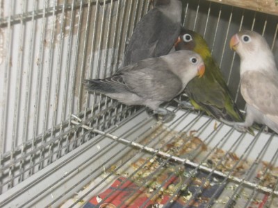 פרסונטה אוליב ומאב  צעירים