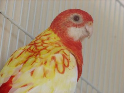 התוכים של שי הדר