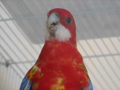 התוכים של שי