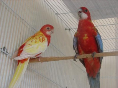 התוכים של שי