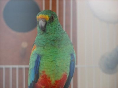 התוכים של שי