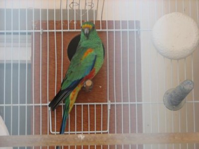 התוכים של שי