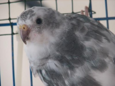 התוכים של שי