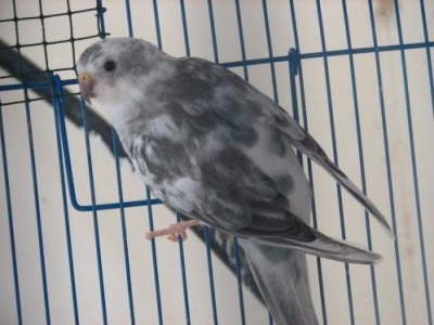 התוכים של שי