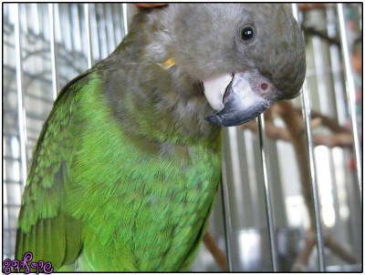 רמבו נהנה מליטוף