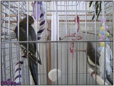 הבכור והבינוני