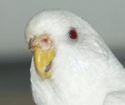 נקבה בוגרת.jpg