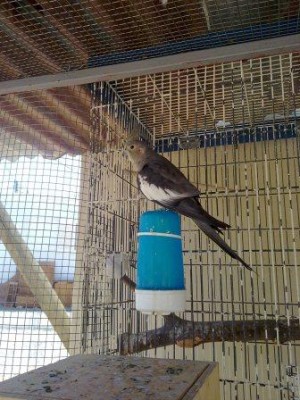 בהגדלה רואים את זה טוב